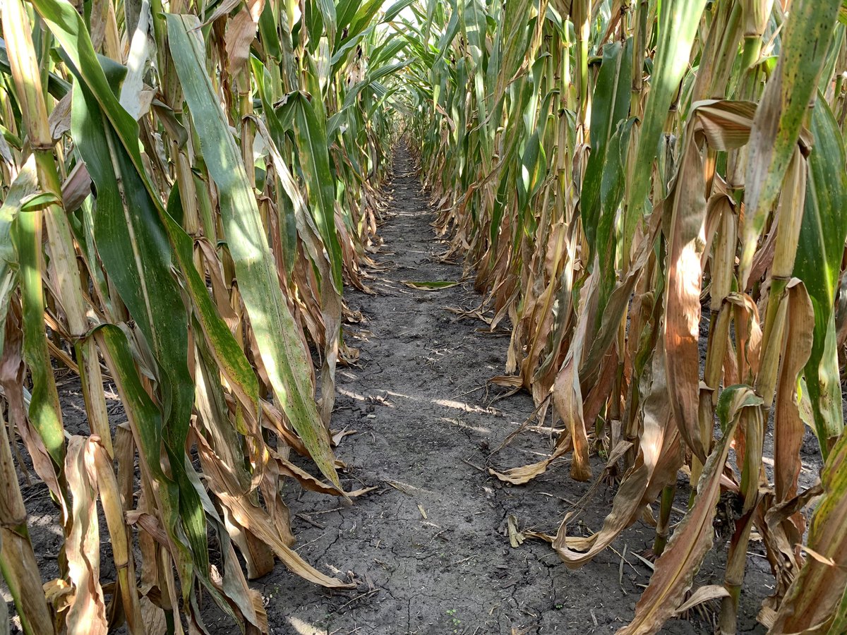 IN/KY Bayer Crop Protection tweet media