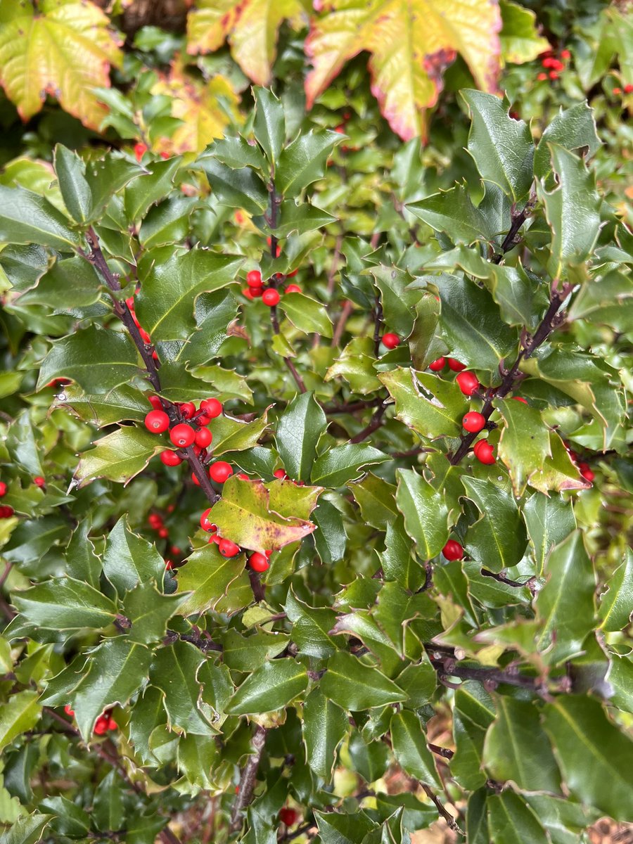 CrystalRunsFree's tweet image. Today’s almost 3KM walk. I love spotting flowers this time of year! They bring me joy to see the bright colours. #taperweek #runchat #fitness #selfcare #marathontraining