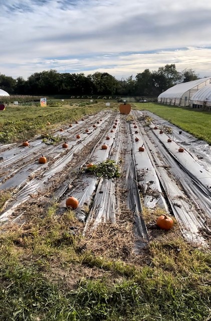 DPSCDNutrition's tweet photo. Kudos to OSN's Farm and Garden Team for hosting an awesome Harvest Fest after a 2-year hiatus due to the pandemic.  The FREE family-friendly event reached over 700 people on the grounds of Drew Farm with food, fun activities, and resources for all! https://t.co/wNUbI87mbq