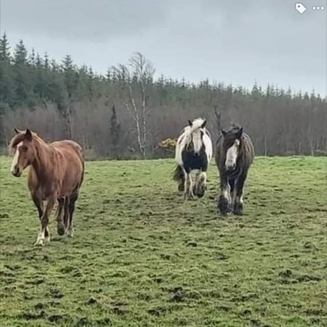 JohnDaffern2's tweet photo. Please keep an eye out for these #Horses. They were #Stolen from a field in #Menlough #CoGalway #Ireland. https://t.co/DlZlaAgcHg