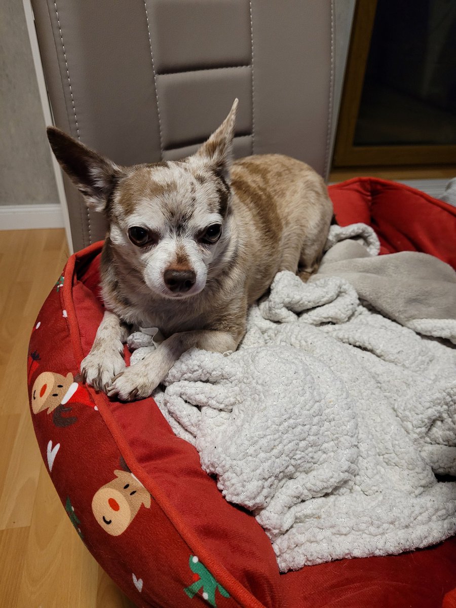 Auch von Pumpel Linus gute Nacht.