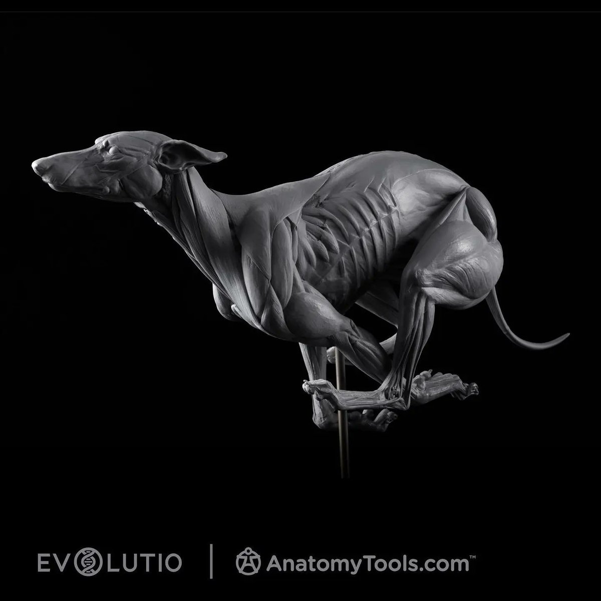 I had such a wonderful time catching up with the always inspiring Andrew Cawrse at his studio. He is such a dear person and even gave me one of his beautiful prints to adorn my office! 

It's been an honor to be part of the Evolutio.art team with him.

#anatomy #zbrush