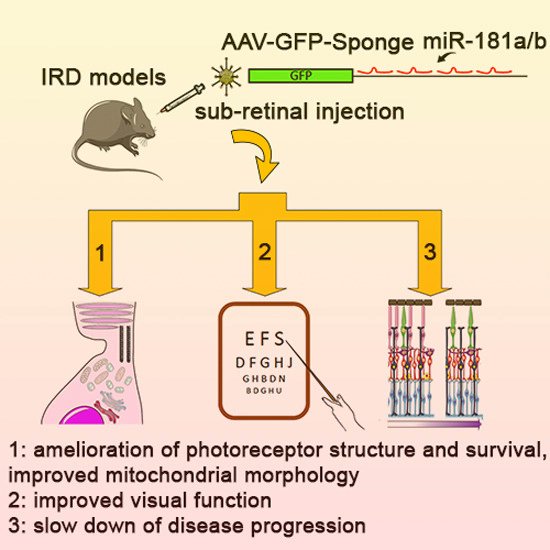 💫Online #openaccess! miR-181a/b downregulation: a mutation-independent therapeutic approach for #inheritedretinaldiseases

by S. Carrella, S. Banfi &amp; colleagues <a href="/BanfisLab/">Sandro Banfi Lab</a> <a href="/Tigem_Telethon/">Tigem Telethon</a>

🗞️doi.org/10.15252/emmm.…