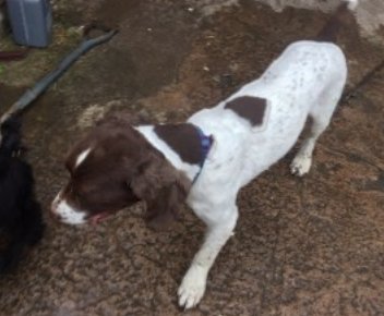 bs2510's tweet photo. HENRY #SpanielHour

Male #EnglishSpringerSpaniel Neutered Adult Liver white Microchipped

#Missing 12 Nov 2017 In #Gobowen area #SY11

https://t.co/wuNZZmIVwU https://t.co/SBi2j2Gi10