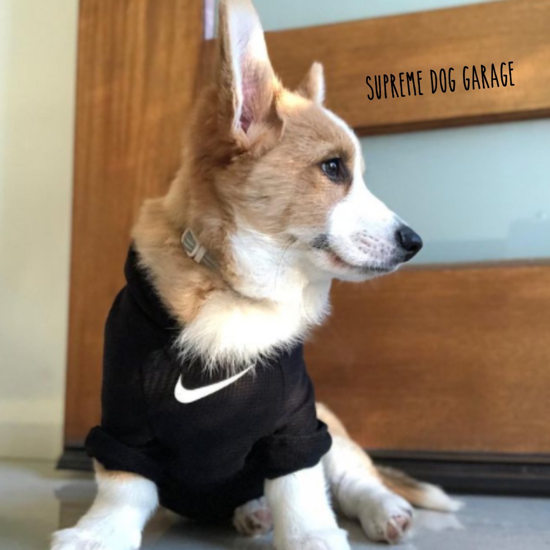 SDGShop's tweet photo. The most important thing is to be happy! 🥰
Follow @SDGShop ❤️
Get your Nike dog hoodie here 👉 https://t.co/ajslt8G86N
#doghoodie #hoodie #nikedog #nike #dogstyle #dogfashion #dogoutfit #dogswag #supremedoggarage #dogwear #nikedogs #dogsoftwitter #corgi #corgis https://t.co/WWwoiz3nw8
