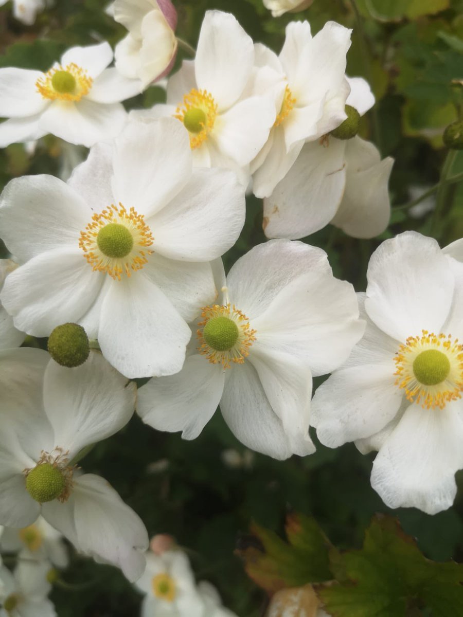 Godinton's tweet photo. Anemone hupehensis car japonica 'Honorine Jobert' is a popular herbaceous perennial for a good reason. It's delicate white flowers with their golden circle of stamens light up darker corners and are a highlight in your borders at this time of year. #plants #KNOWLEDGE https://t.co/QhoaYq5jvI