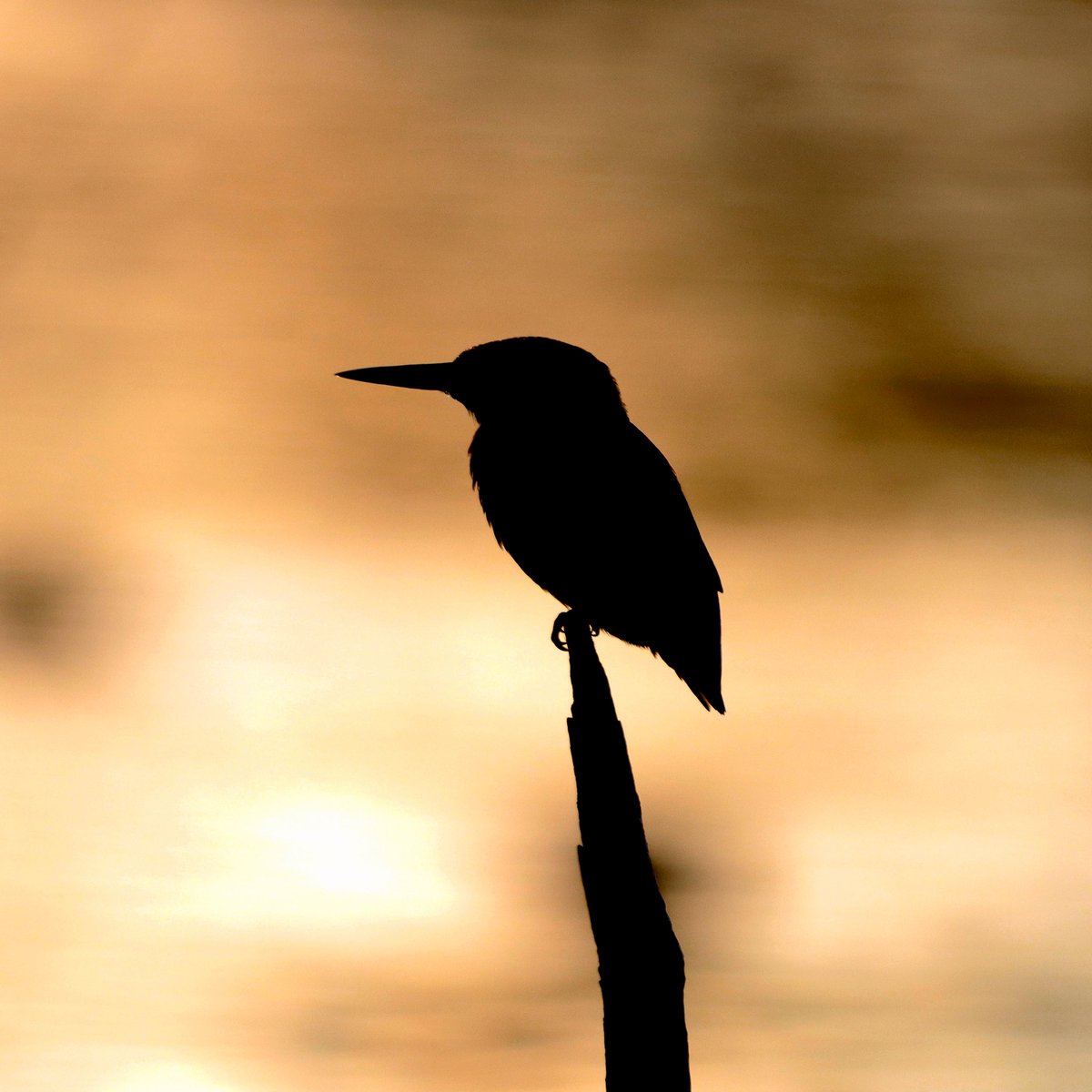Kingfisher in the last light of the day 🌞

#kingfisher #birds #birding #wildlifephotography #TwitterNatureCommunity #BBCWildlifePOTD <a href="/BBCSpringwatch/">BBC Springwatch</a>
