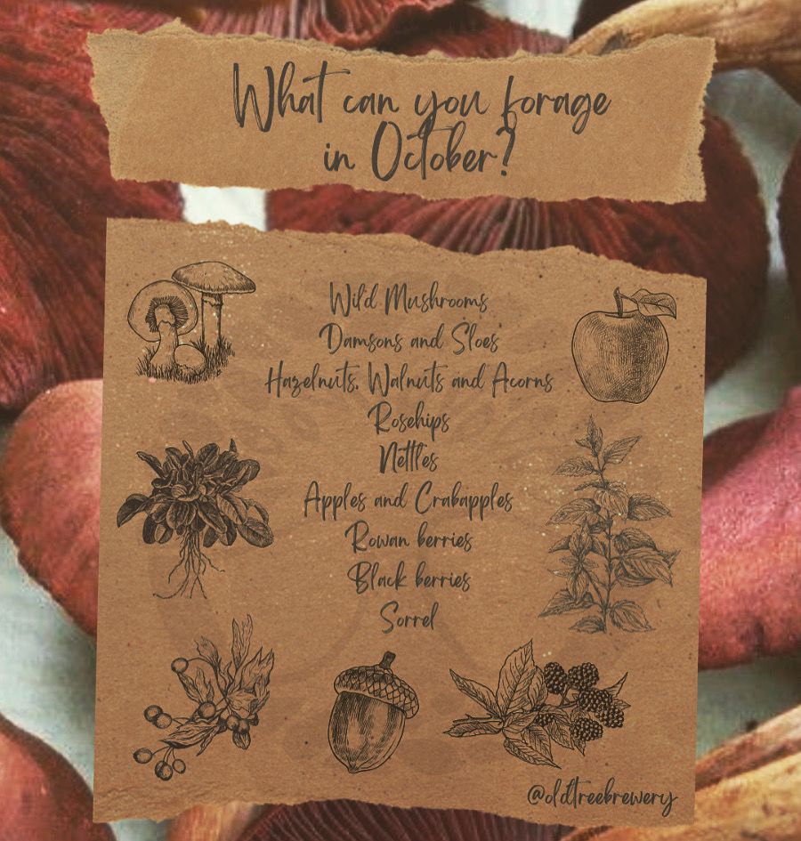 Old Tree Brewery (@oldtreebrewery) on Twitter photo πΎπππItβs October! ππππΎ
That means itβs the β¨PERFECT β¨time to go and forage these delicious goodies! π
π³ Remember to forage responsibly. Make sure to leave some for others and the local wildlife! πΏπ¦π
βΌοΈ Forage with caution! Unsure about something? Donβt pick it! πΎπππItβs October! ππππΎ
That means itβs the β¨PERFECT β¨time to go and forage these delicious goodies! π
π³ Remember to forage responsibly. Make sure to leave some for others and the local wildlife! πΏπ¦π
βΌοΈ Forage with caution! Unsure about something? Donβt pick it!