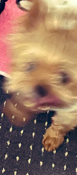 先生に「このお薬はカフェインが入っているので、興奮したり、眠れなくなったりする可能性もあります」って言われたんだけどそのままなっててガンキマリしてるイッヌ
明日先生に相談しようねぇ🙂 