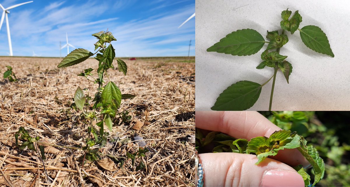 Meaghan Anderson tweet media