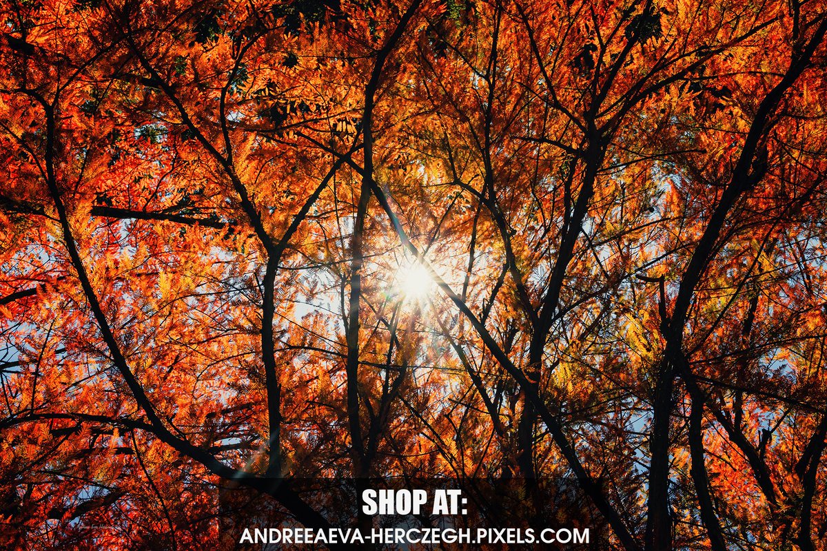 Andreea Eva Herczegh Photography (@andreeaevaphoto) on Twitter photo <a href="/BraydenCreation/">Brayden Creations</a> #Autumn leaves bathed in sunshine
#AutumnVibes #autumnfall #fallvibes #FallFoliage #NaturePhotography #naturelovers #prints #wallartforsale #wallart #homedecor #BuyIntoArt <a href="/BraydenCreation/">Brayden Creations</a> #Autumn leaves bathed in sunshine
#AutumnVibes #autumnfall #fallvibes #FallFoliage #NaturePhotography #naturelovers #prints #wallartforsale #wallart #homedecor #BuyIntoArt