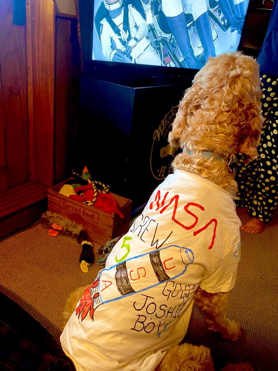 melissaevincent's tweet photo. @astro_josh Goose got up at 5:00am PT to watch Crew-5 launch. He’s been going around for weeks telling everyone ���I KNOW HIM!” Godspeed, friend! #nasa #Crew5 #rescuedog #goldendoodle #boatdog #SpaceX #ISS #michigandoodlerescueconnect #space #becausescience https://t.co/Cn3xLUM9FE
