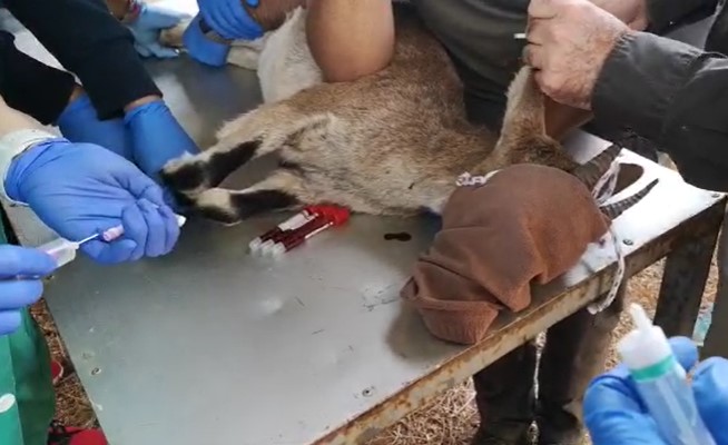Hoy hemos estado con los alumnos de #Ecopatología de la #fauna_silvestre de la <a href="/VeterinariaUCO/">Facultad de Veterinaria UCO</a> en el control sanitario de los animales alojados en la Estación de Referencia de la Cabra Montés del Juanar, situada en la Sierra Blanca de Ojén¡  👩🏽‍⚕️🐐