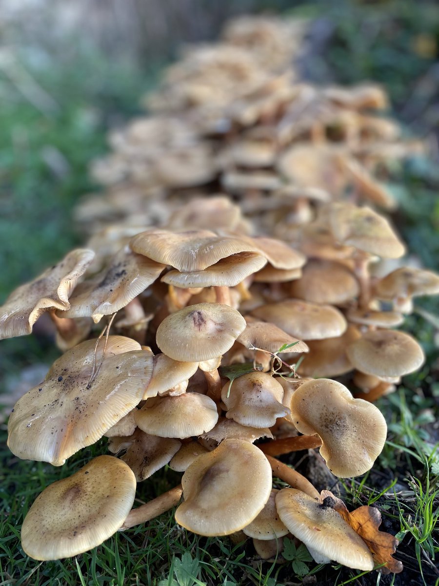 ntarnsidesilver's tweet photo. One dead tree branch left on the woodland floor and now it is a colony of fungi. Providing food, shelter, locking in carbon and helping our soils stay fertile. #RangerWork #DefendNature #EveryoneNeedsNature https://t.co/xOnqrdouCM