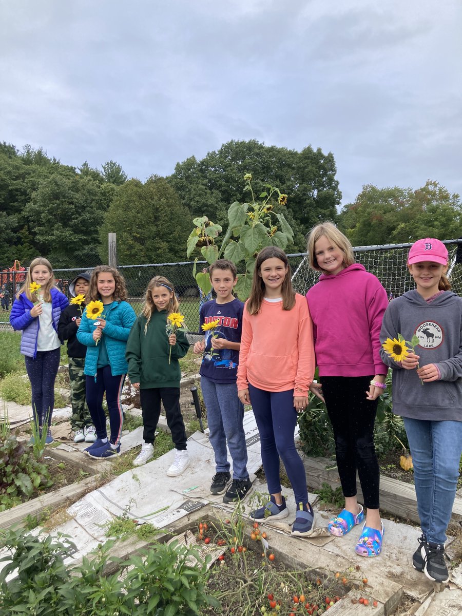 Wayland_LS's tweet photo. Outstanding Garden Harvest Day at Loker on Tuesday! Thank you to Señorita Mohr along with Kerri Merrifield and her team for their excellent leadership on this special day! #LokerPRIDE https://t.co/pLOVmg4RVu