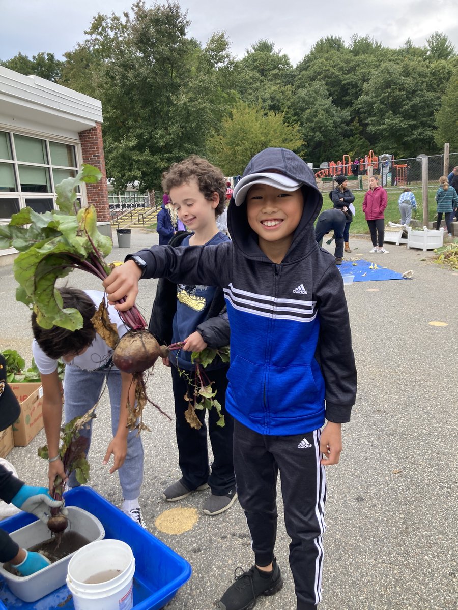 Wayland_LS's tweet photo. Outstanding Garden Harvest Day at Loker on Tuesday! Thank you to Señorita Mohr along with Kerri Merrifield and her team for their excellent leadership on this special day! #LokerPRIDE https://t.co/pLOVmg4RVu