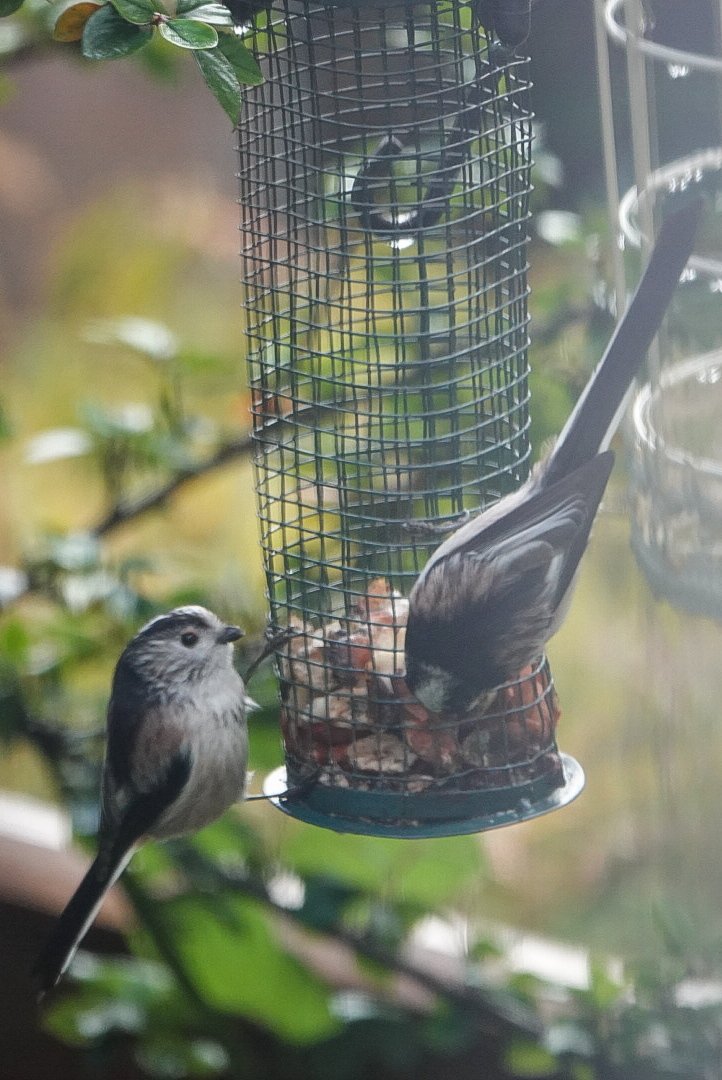 GowerClare's tweet photo. So that's why the peanuts have been going down so quick! No wonder I'm getting such a "look" from the Long-tailed Tits! π€¨π #greedysquirrel @Natures_Voice #nature #TwitterNatureCommunity #TwitterNaturePhotography #naturelovers #wildlife #wildlifephotography #wildearth #birds https://t.co/nhBHc7fibO