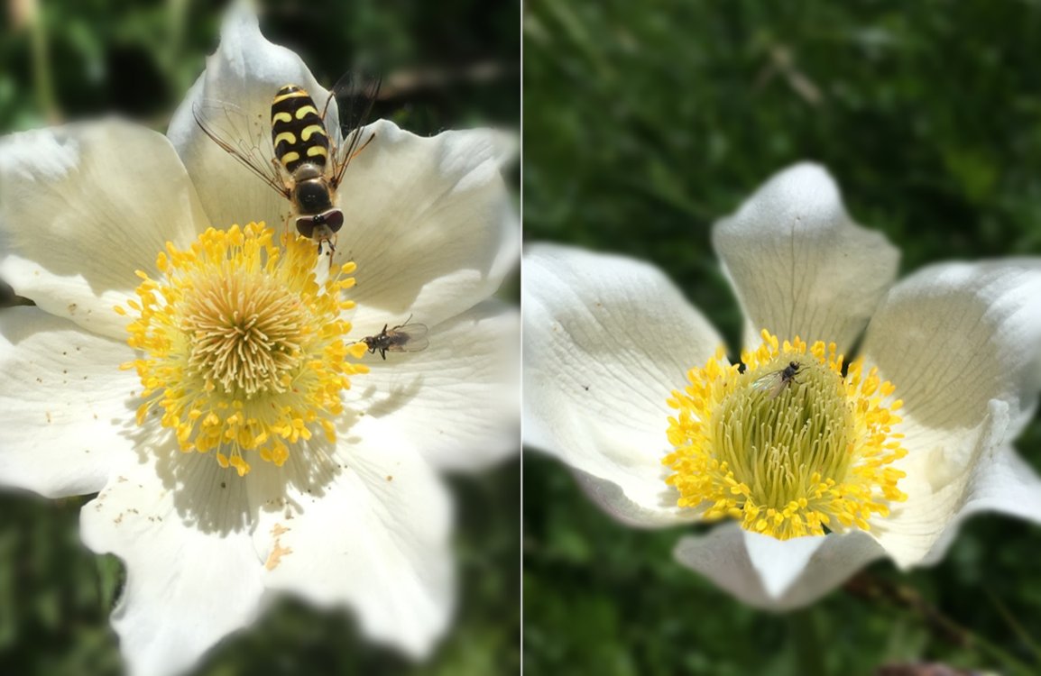 Botanical_'s tweet photo. *From the upcoming #AJB Issue on Quantitative Fitness‐Related Traits*

Disruptive selection via #pollinators &amp; seed predators on the height of flowers on a wind-dispersed alpine herb (by @kaihsiu_chen &amp; John Pannell) https://t.co/iADTNoAp6L #botany @wileyplantsci @WileyEcolEvol https://t.co/1O3UKJiA8R