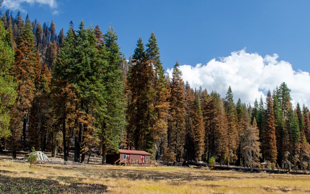 LassenNPS's tweet photo. Hazard trees pose a threat to safety or infrastructure and are identified by a blue paint mark. Learn more at https://t.co/6D3orMaqB2.

Expect traffic control &amp; changes to parking areas in active work zones. For your safety, please keep a safe distance from workers &amp; equipment. https://t.co/akr8AyPVsm