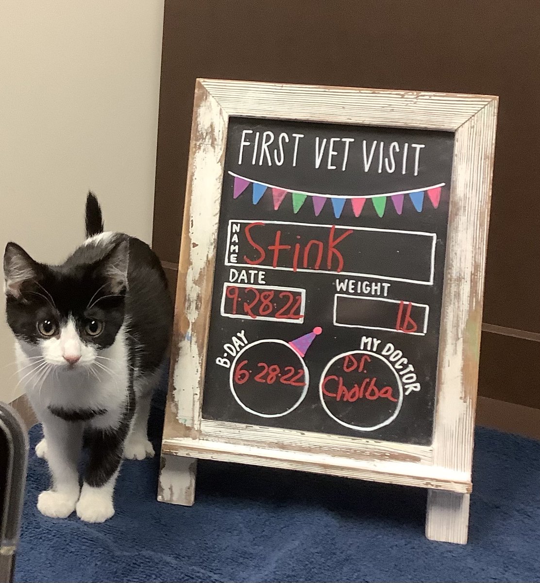 BartelsBusack's tweet photo. Happy Wet Nose Wednesday! #BBPH #FirstVetVisits #BraveKids #Stink #Klaus #CallieZelda #Duchess π»πΆ https://t.co/IhnBPuj0ZP