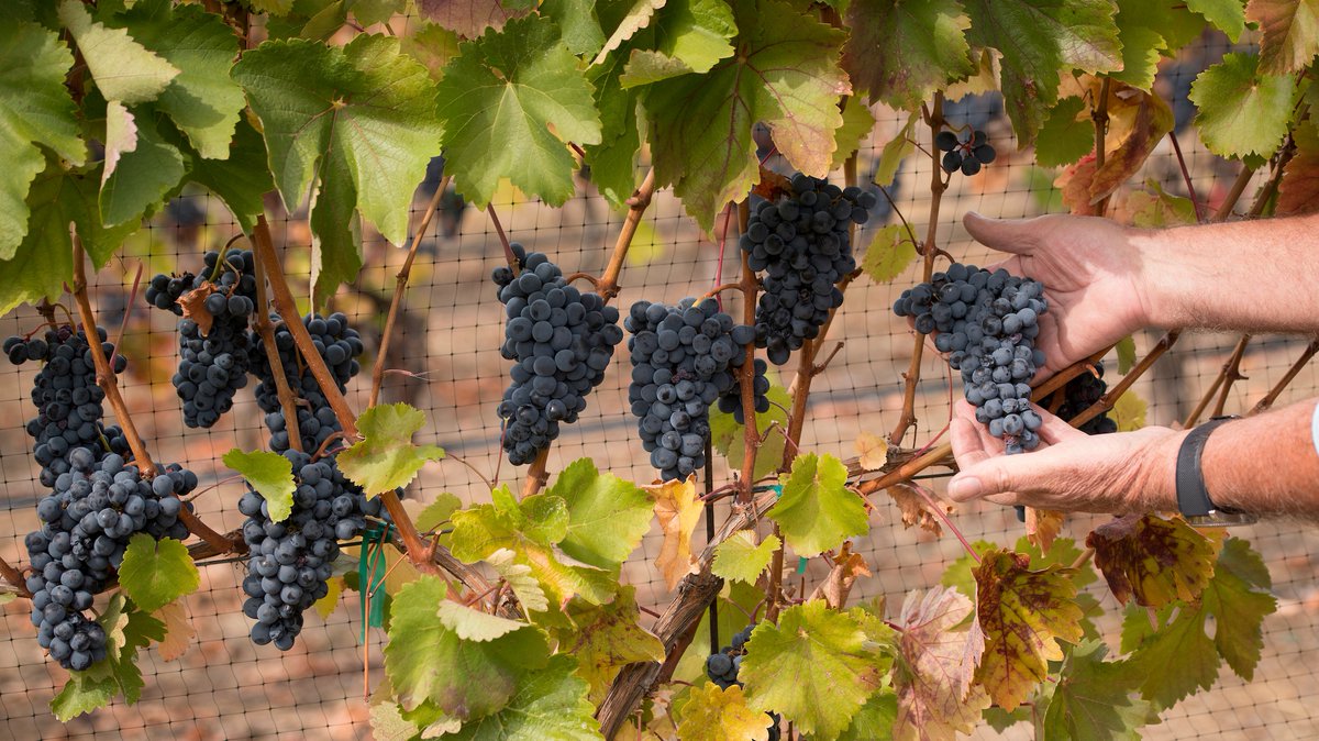 Harvest is here, and with it comes the race of mother nature. Predicting what is to come is integral to picking decisions in the vineyard. Greg Jones has released his latest climate and weather report on the matter: abacela.com/Reports

#climateofwine #abacela #harvest2022