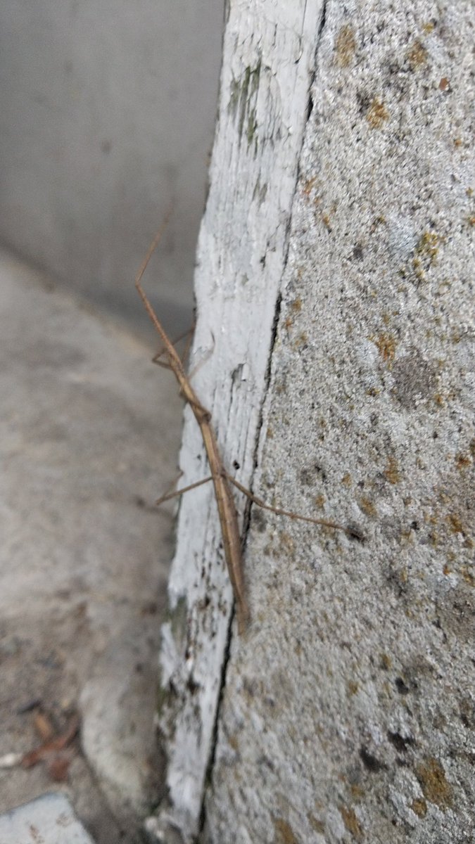 Christo324085's tweet image. #Phasme