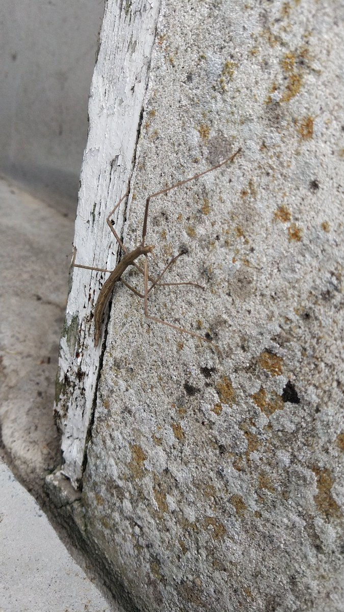 Christo324085's tweet image. #Phasme