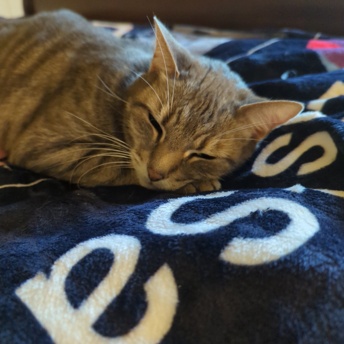 LastSavePointTV's tweet photo. Shrek is sleeping so no yelling for today's stream :) https://t.co/Y9FuU52Z76 https://t.co/HnYVltNUIL