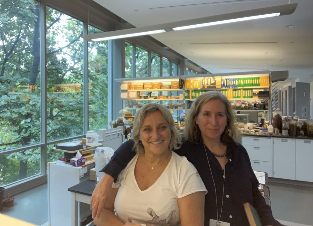 CristinaFerrandiz (@cristicris09) on Twitter photo Back to work at <a href="/NYBG/">New York Botanical Garden</a> with <a href="/PlantEvoDevo/">Barbara Ambrose</a>, one of my favorite persons in the world and thanks to our <a href="/EVOfruland_RISE/">EVOfruland_MSCA_RISE ๐ช๐บ</a> Back to work at <a href="/NYBG/">New York Botanical Garden</a> with <a href="/PlantEvoDevo/">Barbara Ambrose</a>, one of my favorite persons in the world and thanks to our <a href="/EVOfruland_RISE/">EVOfruland_MSCA_RISE ๐ช๐บ</a>