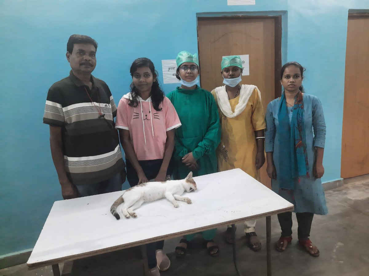 DrDhaleshwari's tweet photo. पशु चिकित्सालय Kondagaon में दुर्घटनाग्रस्त बिल्ली का शल्यक्रिया द्वारा उपचार कर खराब हो चुके आँख को निकालकर दर्द से राहत पहुंचाई गयी।
#ProudVetProfession #VAS #Extirpation #Surgery #Cat #Kondagaon
@KondagaonDist
@DeepakSoni_1
@birderchandan
@ChhattisgarhCMO
@PMOIndia https://t.co/Hw2MiNe1mB