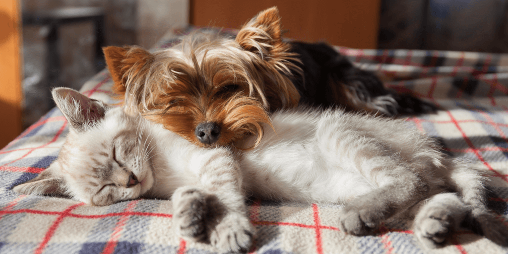 Mars_EUaffairs's tweet photo. Do you have questions about your pet's health? How much to feed them, how much they should weigh or when they are getting enough exercise? 🐕🐱🐰

We have the answers straight from the experts! Learn 3 ways to keep your pet healthy: https://t.co/LMAK8KGmRp

#ABetterWorldForPets https://t.co/Ym7GMCxira