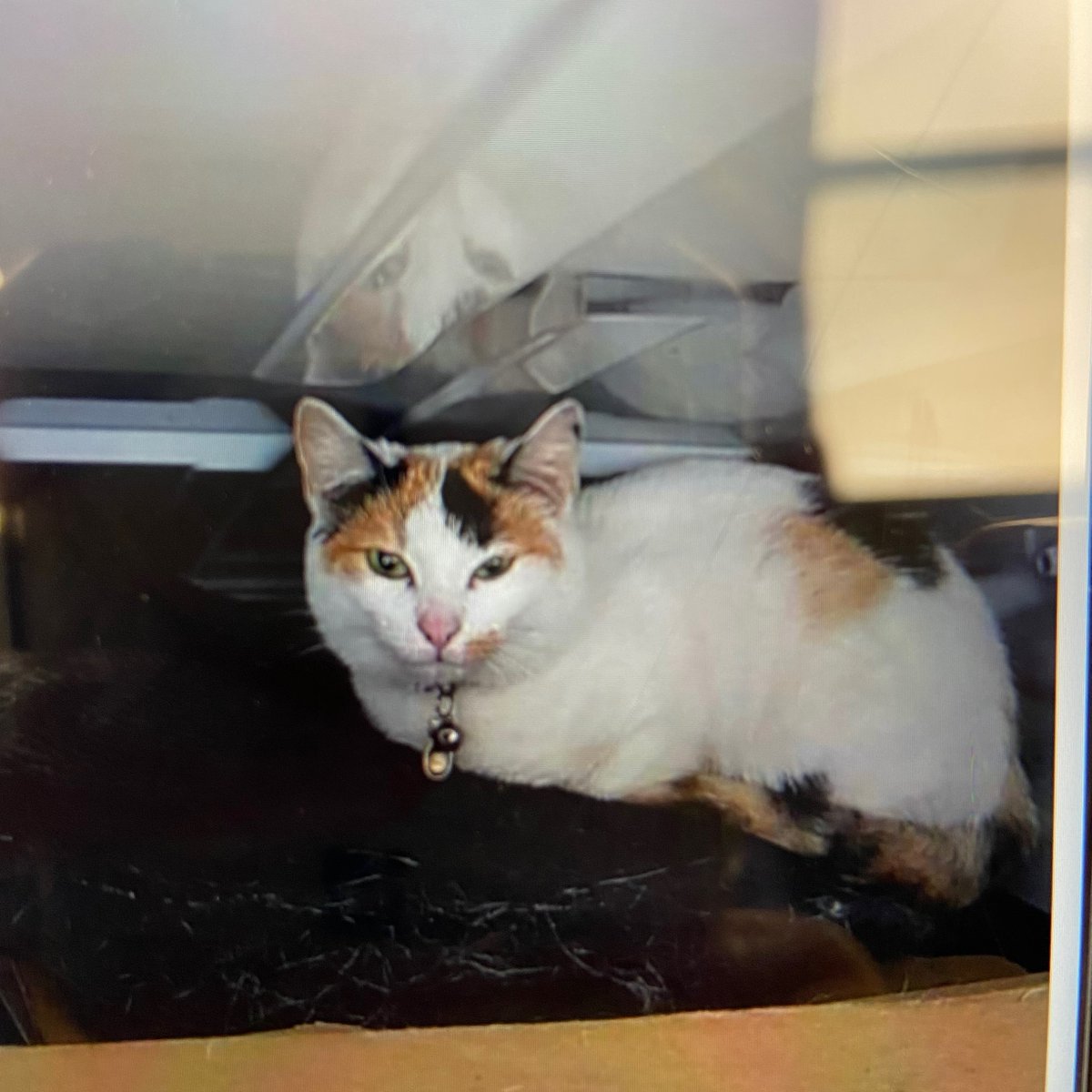 WeAreOpenreach's tweet photo. Meet Tia the stowaway cat!🐈 ​

The Oban mog was feline adventurous when she snuck into engineer Doug’s van for a three-hour ferry trip to the Hebrides 😶 

He cared for her until he could return her to her family the next day 🥰​

A cat-tastic trip!​

#WeAreOpenreach https://t.co/sHRN8grRN4