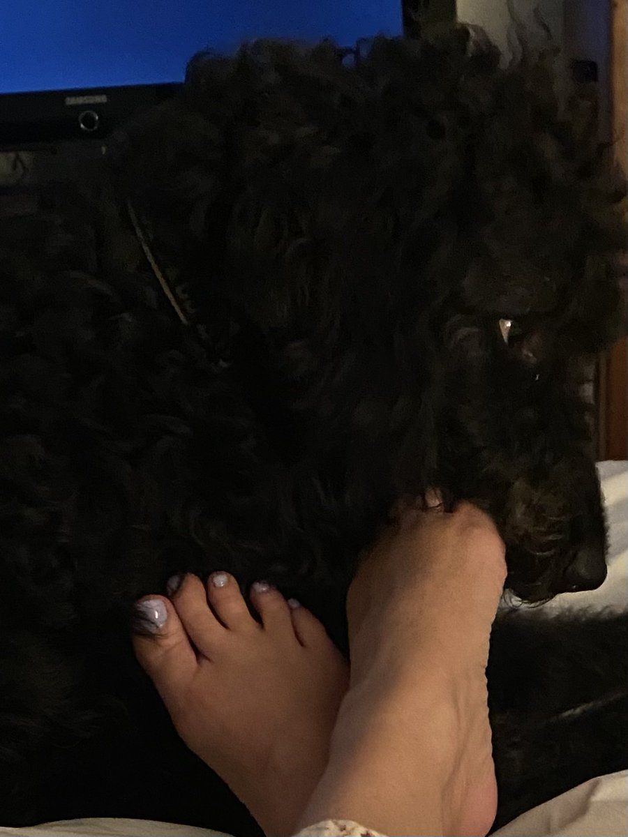nanamary68's tweet photo. My 2 yr old weirdo loves just holding feet in his mouth since he was 8 weeks old! #ziggyboy #zigman #dogsoftwitter #DogsOnTwitter #thatgoldendoodle #goldendoodlesrock #girlsbestfriend #lovemydogs https://t.co/3PyfPsnp7q