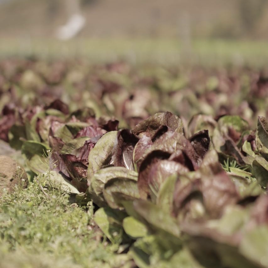 🥦🥬🧅 Lechuga, repollo, brócoli, cebolla, apio son algunos de los productos que los #AgricultoresFamiliares despachan a establecimientos locales, gracias a la alianza entre @SuperateRDo, <a href="/AsonahoresRD/">Asonahores</a> y @FAODominicana.