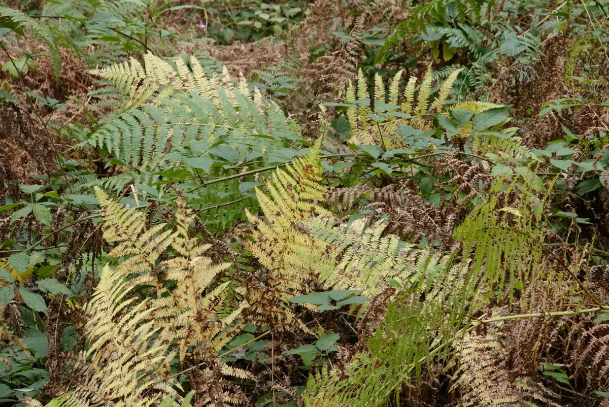 fotoaufnahme's tweet image. #Farn im #Wald am #Rotbach in Dinslaken.