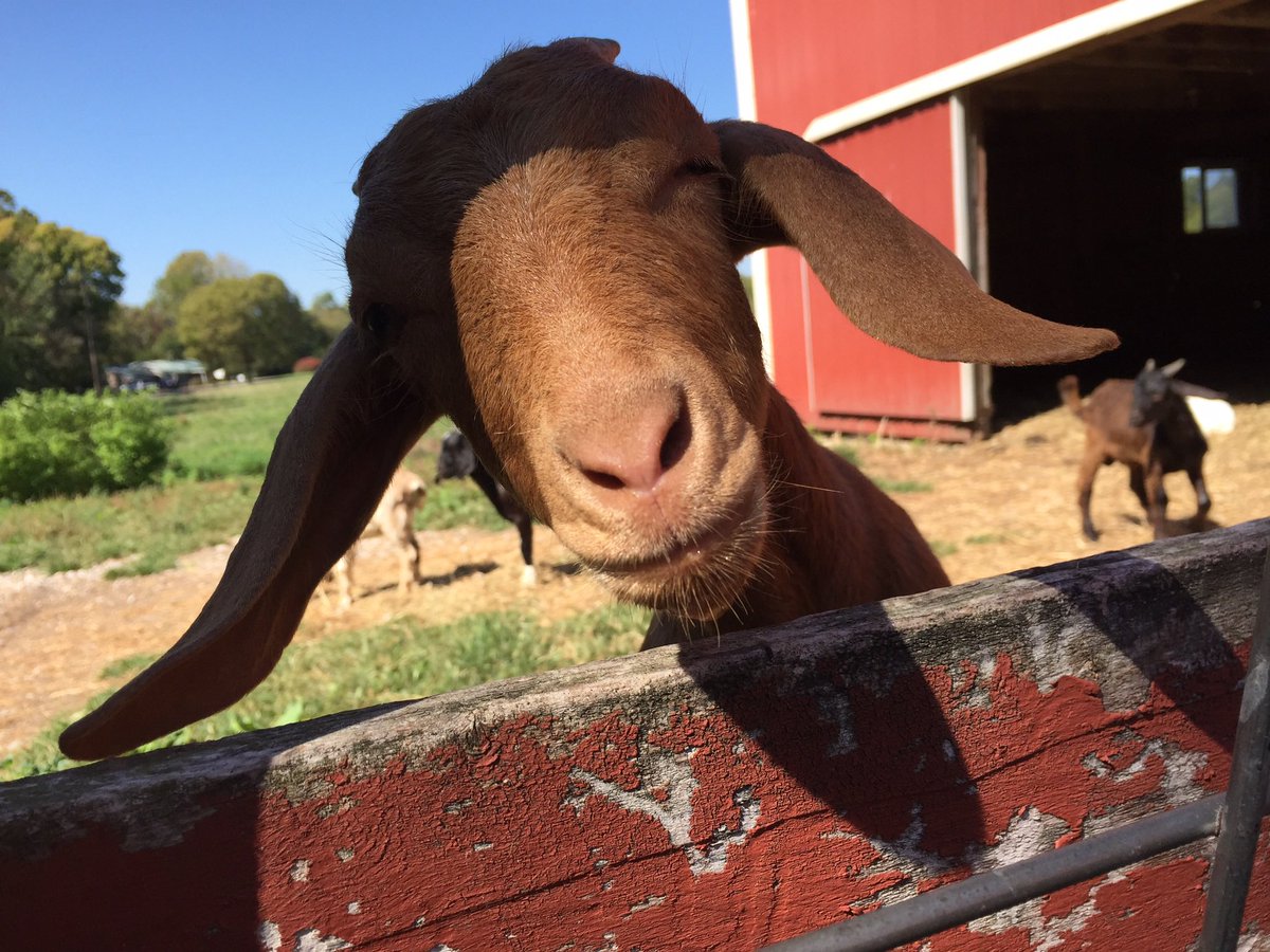 BuySellWithFawn's tweet photo. Space is limited but there are still spots open for FREE GOAT YOGA!! Sign up for this amazing fun filled event on Sun, Oct 16 9:30am @ Harrison Farm in Groveport. Tell your friends!!  Use this link to sign up https://t.co/1iz4Y8EwwA https://t.co/P6Epvyp23Z
