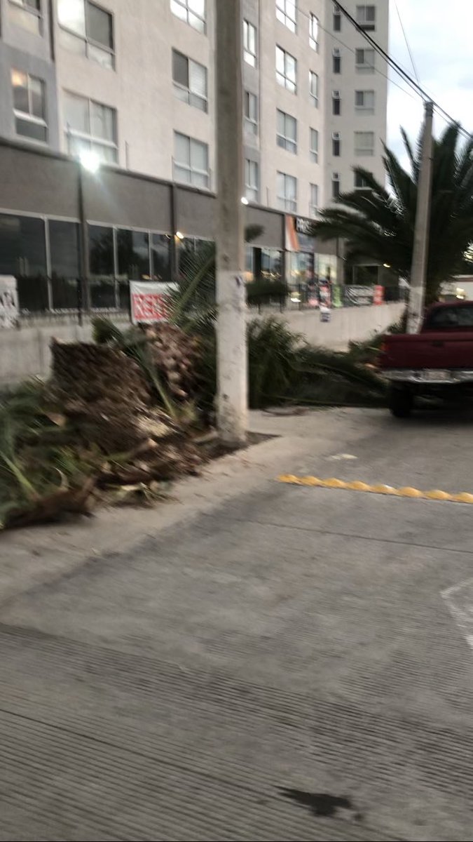 covilam06's tweet photo. Solo hicieron creer que iban a respetar estas palmas, ya ahora las cortaron y obvio se van adjudicar la banqueta para estacionamiento en Av. Cristobal Colón y Vista al atardecer en Tlaquepaque @PoderAG_Jal @tlaquep_ag @GobTlaquepaque https://t.co/3Wy5QYCy5f