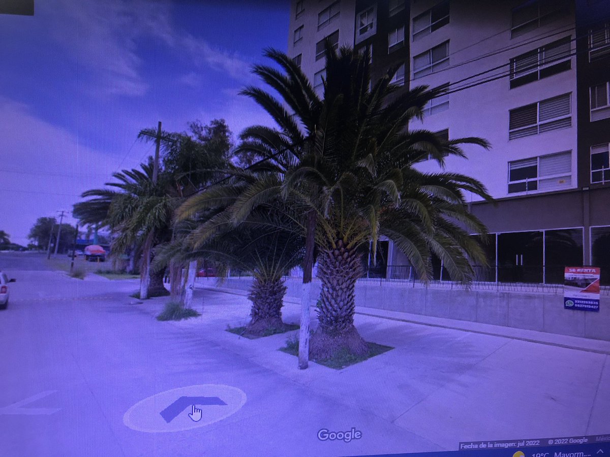 covilam06's tweet photo. Solo hicieron creer que iban a respetar estas palmas, ya ahora las cortaron y obvio se van adjudicar la banqueta para estacionamiento en Av. Cristobal Colón y Vista al atardecer en Tlaquepaque @PoderAG_Jal @tlaquep_ag @GobTlaquepaque https://t.co/3Wy5QYCy5f