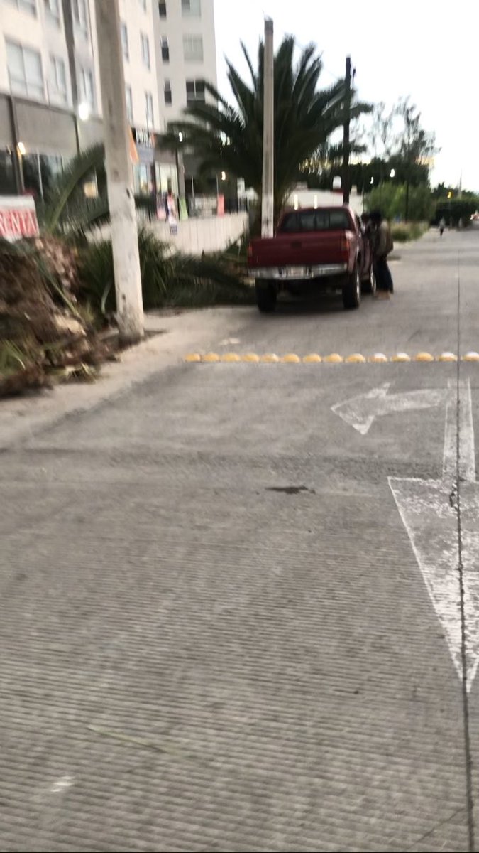 covilam06's tweet photo. Solo hicieron creer que iban a respetar estas palmas, ya ahora las cortaron y obvio se van adjudicar la banqueta para estacionamiento en Av. Cristobal Colón y Vista al atardecer en Tlaquepaque @PoderAG_Jal @tlaquep_ag @GobTlaquepaque https://t.co/3Wy5QYCy5f