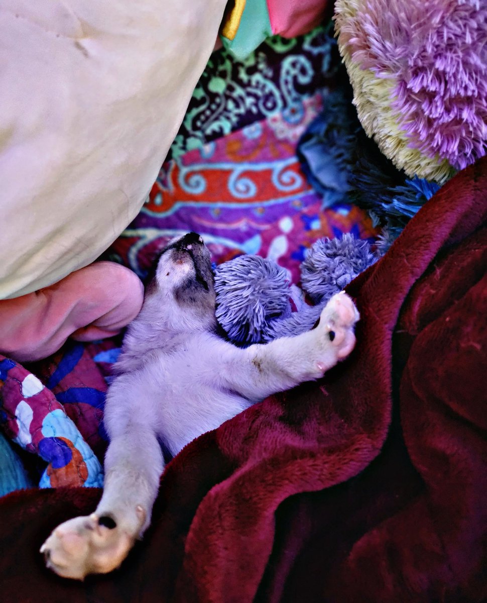 Pain meds have kicked in. Idk how ppl do this with tiny humans. Poor husband got to bed around 4am, i got off at 6am, now to nap while she's passed out 😴 thank you everyone for the love and support, updates will continue 💚🐕 #puppy #Rescue <a href="/OfficerMorton/">Officer Morton</a>