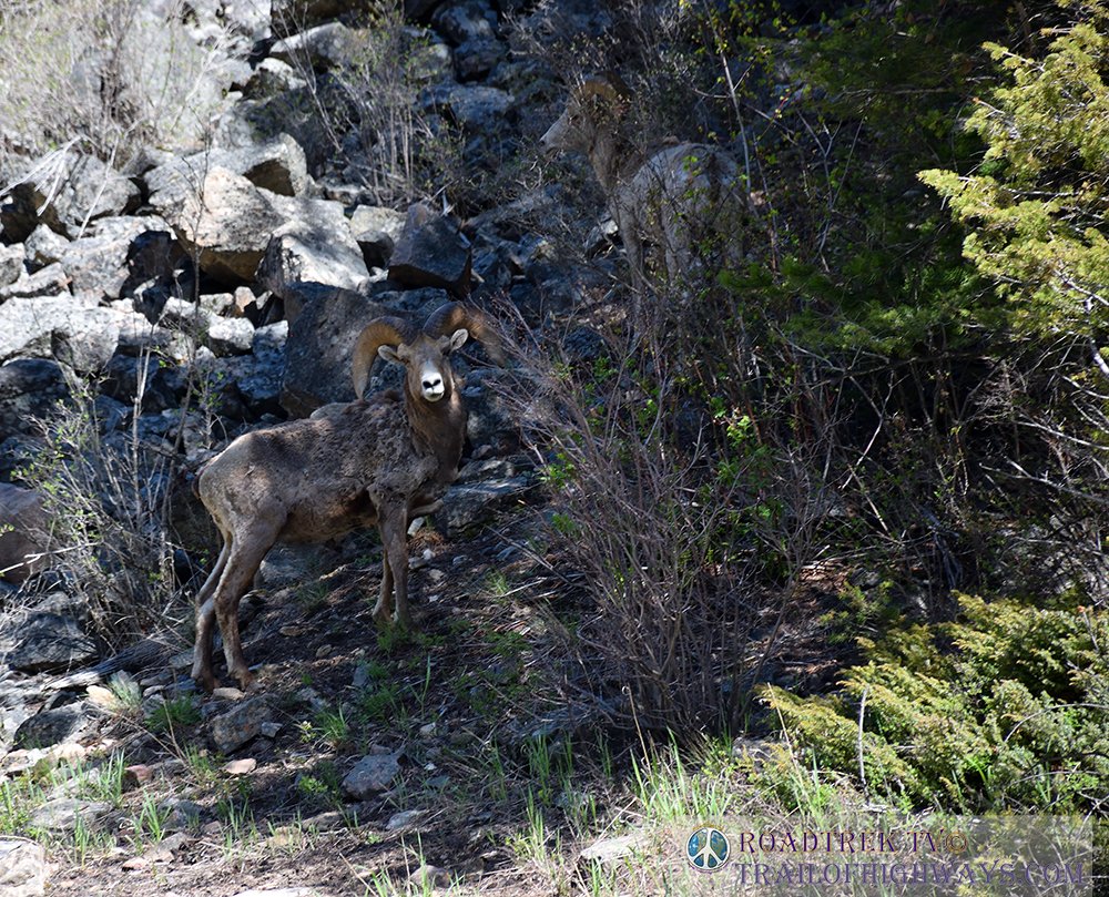 June is a great month for wildlife viewing. 
Great Photographic Opportunities. 
campfirelodgewestyellowstone.com
:
#madisonriver #montana #westyellowstone #cabinrental #flyfishing \ #jimsflyco #onthefly #whitingfarms #hiking #yellowstonenationalpark #campfirelodge