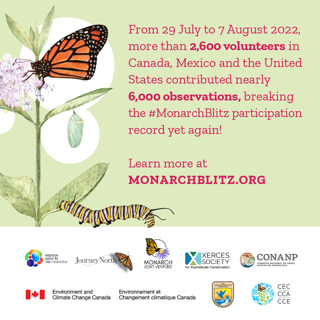 Monarch Larva Monitoring Project tweet media
