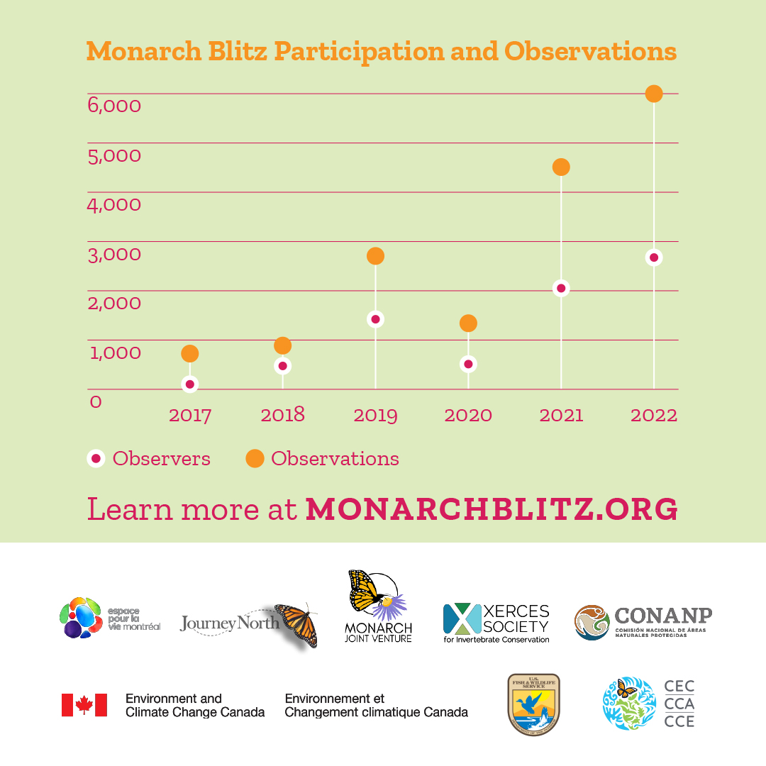 Monarch Larva Monitoring Project tweet media