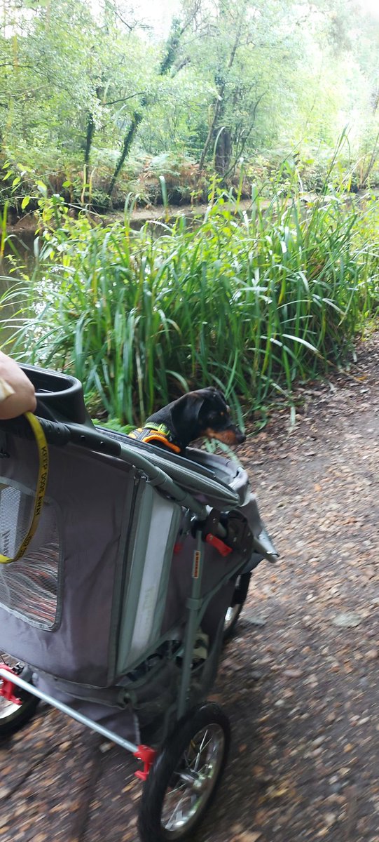 bustersmummy555's tweet photo. @absoluteradio @RichieFirth @bushontheradio We have an additional waste bin due to additional waste created by our dog...she went down with an exploded disc in May and has incontinence...her bin is purely for her extra waste...she must be getting better as it's only half as full as it was!! KEEP Getting better Millie... https://t.co/PV9cmDZeUG