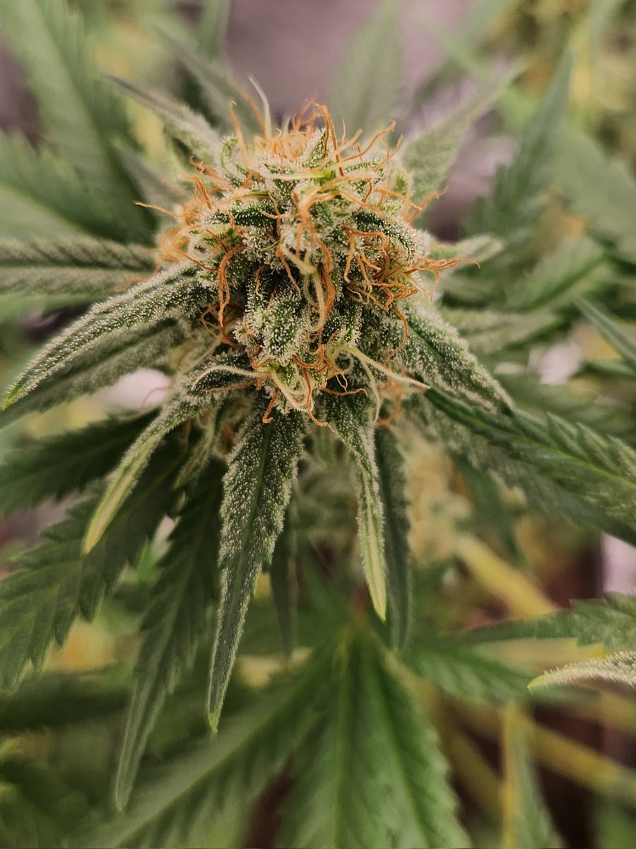 Chimera42o's tweet photo. One of my favourite parts of grow, the fruits of the labour before being chopped such beautiful colour and white sticky Trichomes. #CannabisCommunity #Mmemberville #homegrown #iGro #runtzbomb #bombseeds https://t.co/l2jIEvnksv