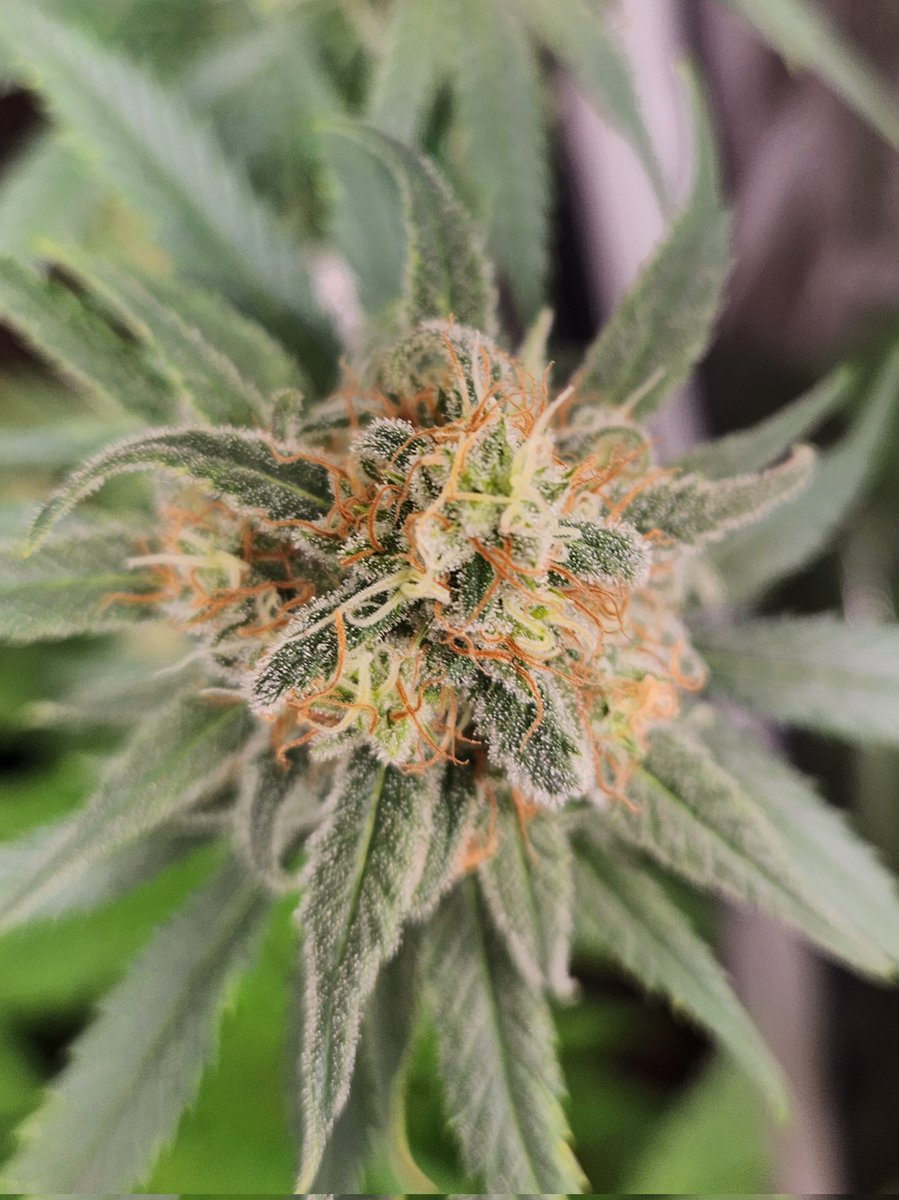 Chimera42o's tweet photo. One of my favourite parts of grow, the fruits of the labour before being chopped such beautiful colour and white sticky Trichomes. #CannabisCommunity #Mmemberville #homegrown #iGro #runtzbomb #bombseeds https://t.co/l2jIEvnksv