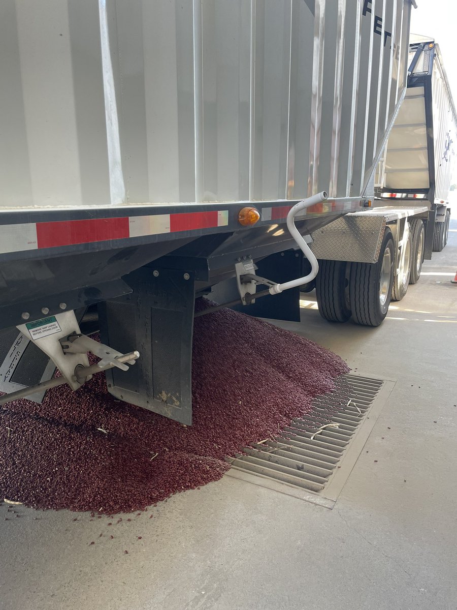 Nearing the end of Bean harvest ‘22 with some beauty DRK #ontag