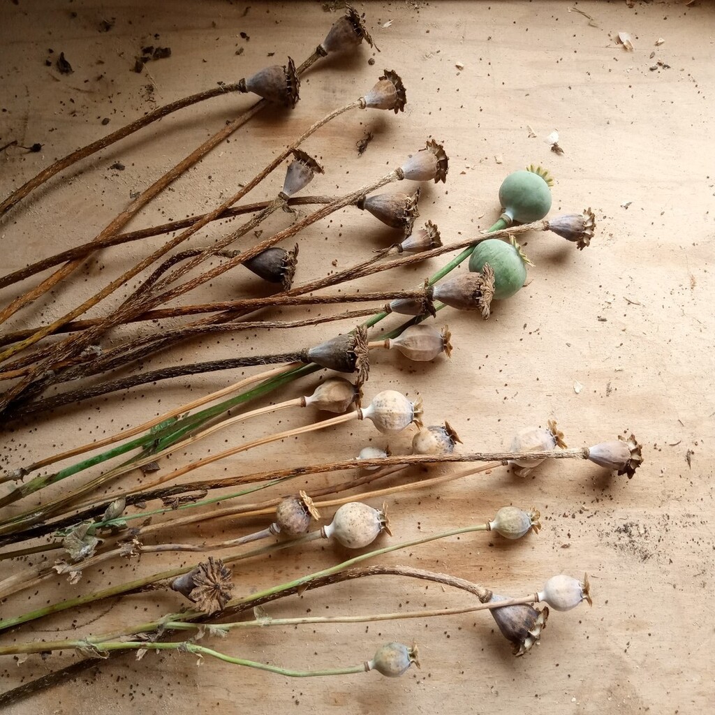 A bit of a change of pace this week on the workbench - gathering and drying seed heads. 

They look so beautiful on their own don't they?

#workbenchwednesday #handmadecrafthouse #seeds #beautyincreation #slowsimpleseasonal #ontheworkbench #gardening #fo… instagr.am/p/CjVk91jICel/