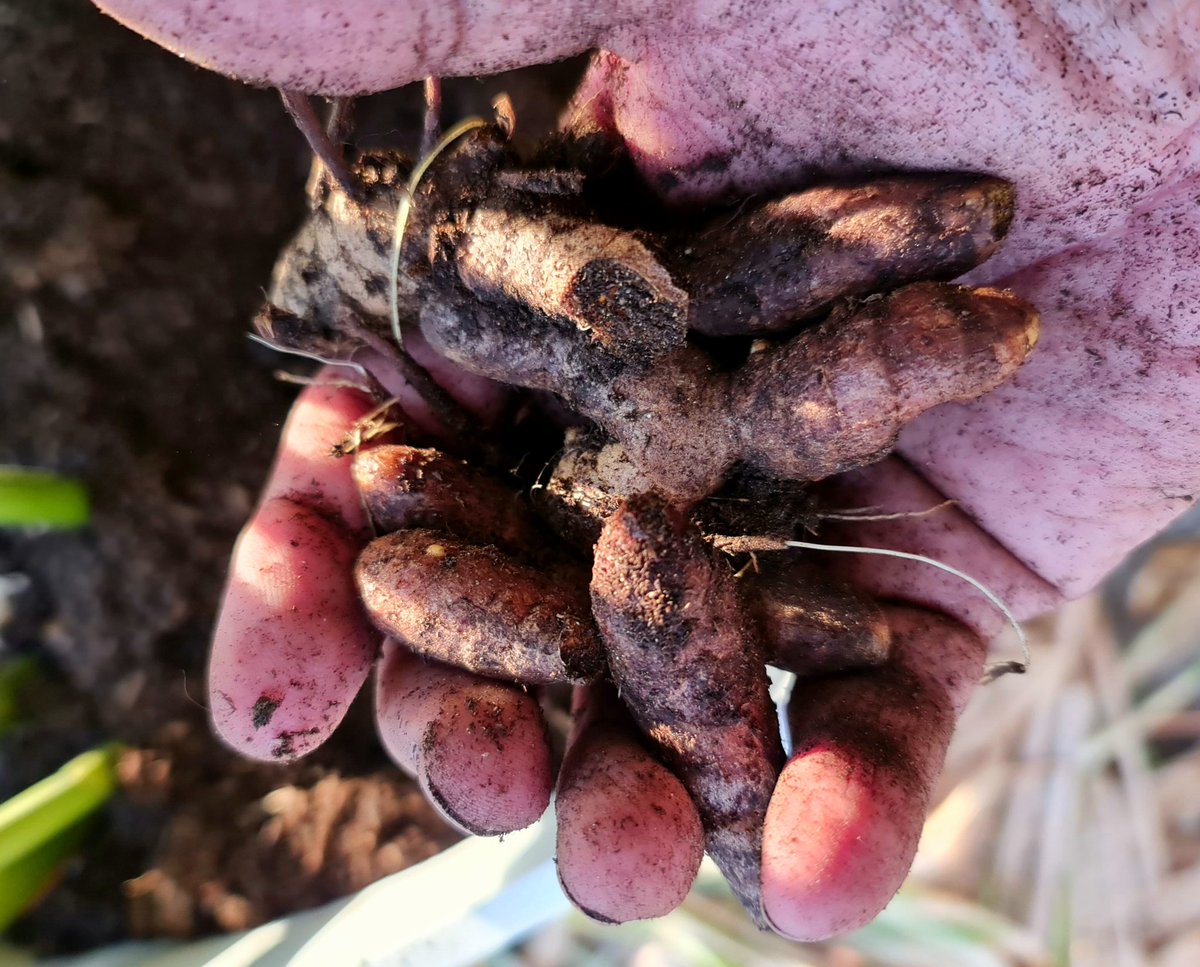alghafri's tweet photo. حصدت عشبة واحدة #للكركم (#الجزع، #الخرقوم #turmeric) وهي من عائلة #الزنجبيليات. زرعتها مع ابن عمها #الخولنجان (#الجالانجال) وهو ضرب من جنس #الزنجبيل في #وعاء_زراعي سعة 275 لتر مليء بخلطة #بيتموس مع #كومبوست (1:1). زرعتها بالجذامير، الرايزومات، منذ عام تقريبا.
#Curcuma_longa
.
. https://t.co/oRGT12oka9