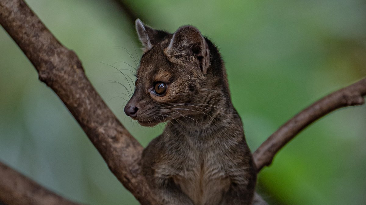 chesterzoo's tweet photo. A tiny trio of FOSSA pups! 🐾

Zookeepers have revealed the new arrivals as one male and two females☝️✌️

Names will be revealed soon... https://t.co/mUX3yLdyKg